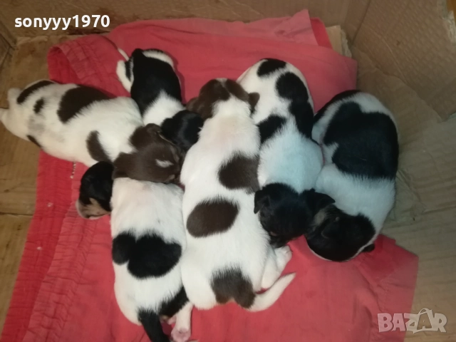 ДЖАК РЪСЕЛ БЕБЕТА-УНИКАЛНИ СЛАДУРИ 250ЛВ ЗА ЕДНО 0209250740, снимка 17 - Джак ръсел териер - 51573832