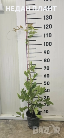 Вистерия (глициния), снимка 2 - Градински цветя и растения - 51983372