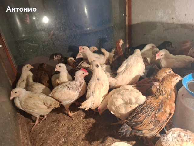 Продавам селски пилета , снимка 2 - Кокошки и пуйки - 53840801