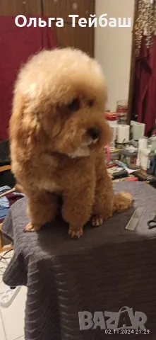 Пудел момче търси приятелка, снимка 11 - Пудели - 47853140