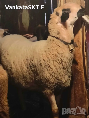 Коч Двизак, снимка 2 - Овце - 52011655