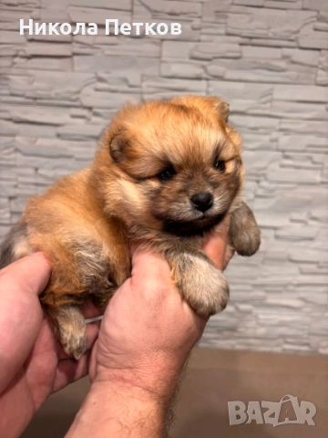 Померанчета, снимка 3 - Померан - 53063406