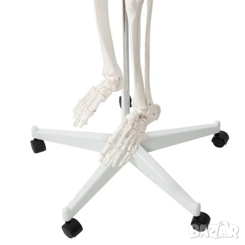 Макет на човешки скелет / Пластмасов анатомичен учебен скелет - 180 см, снимка 6 - Медицински консумативи - 53518464
