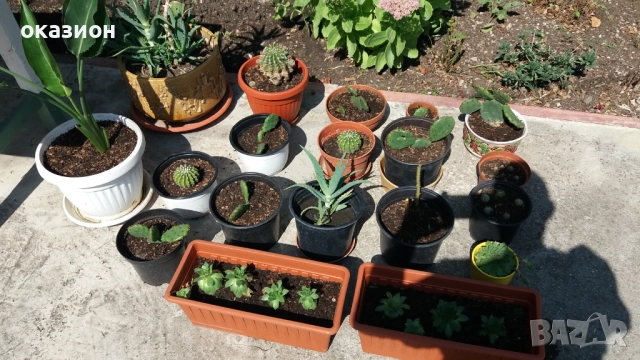 кактуси.алое,дебелец цена за всички