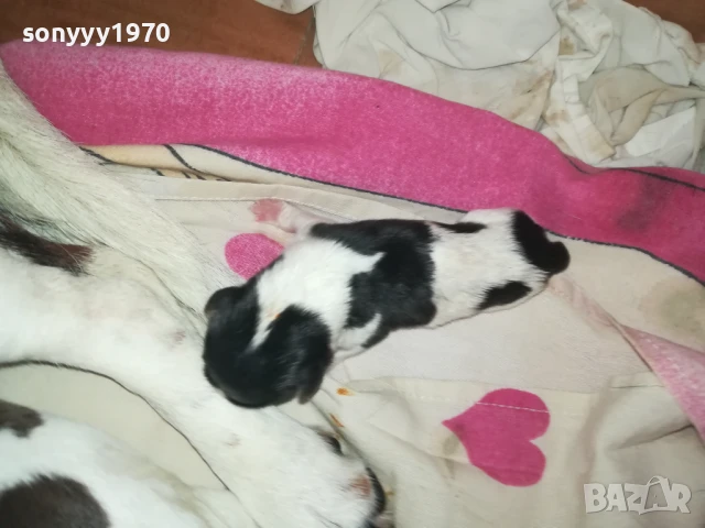 джак ръсел 1308251505, снимка 4 - Джак ръсел териер - 51353459