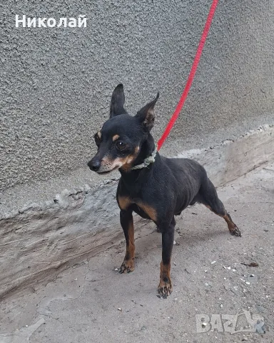 Продавам мъжки пинчер, снимка 5 - Пинчер - 56105892