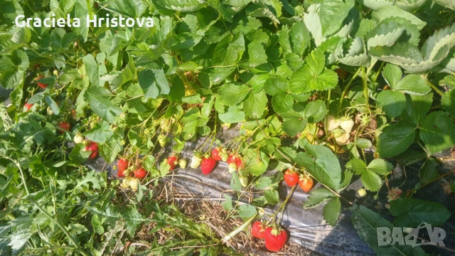 Продавам разсад ягоди , снимка 16 - Сортови семена и луковици - 53619821