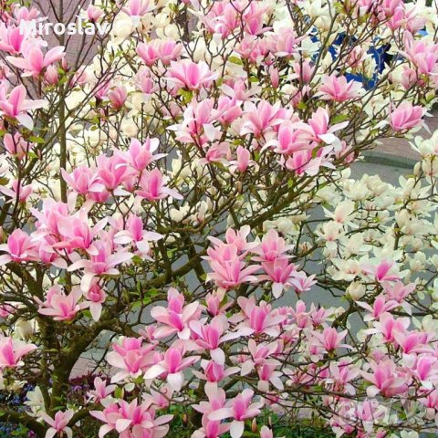 Магнолия 5-вида, снимка 7 - Градински цветя и растения - 41485116