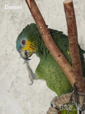 Амазонски папагал , снимка 2 - Папагали - 53760565