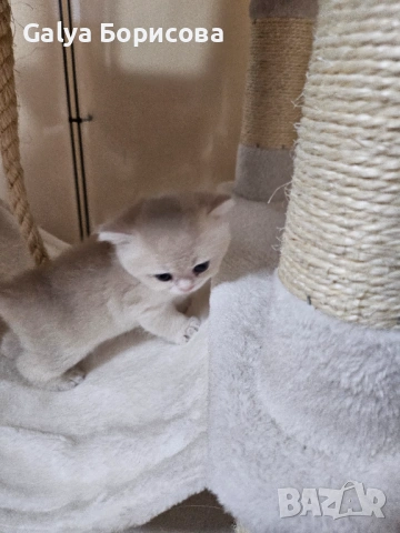 Родословни Британски котета , снимка 5 - Британска късокосместа - 53502654