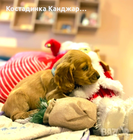 Чистокръвни Кокер Шпаньол кученца, снимка 11 - Кокер шпаньол - 52372383