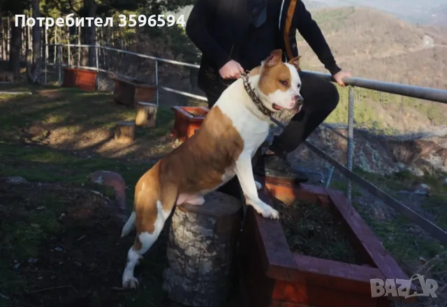 Питбул за разплод, снимка 4 - Питбул - 50133269