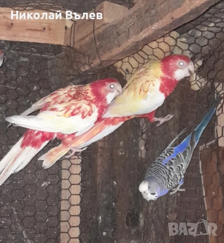 Розели , снимка 1