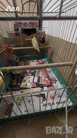 Гулдови Амадини