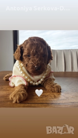 Poodle toy/Пудел той, снимка 5 - Пудели - 50806099