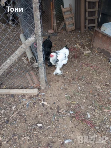 кокошки колумбийска брама 3+1, снимка 3 - Кокошки и пуйки - 47560543