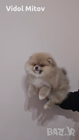 Мини Померан момиче , снимка 2 - Померан - 53415351