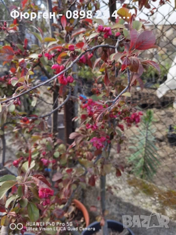 Декоративна червена ябълка Малус