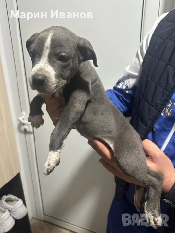 Синьо питбулче, момиче с две ваксини!!!