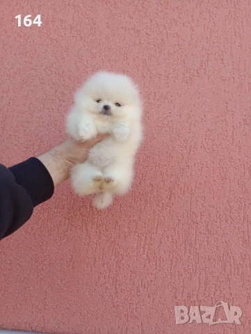 Прекрасен избор на чисто бели мини Померани.  Реални снимки  !!! , снимка 10 - Померан - 53808325