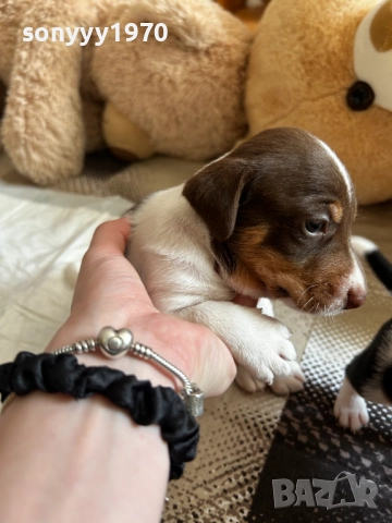 ДЖАК РЪСЕЛ 250ЛВ ЗА БРОЙ 1209252014, снимка 13 - Джак ръсел териер - 51694568