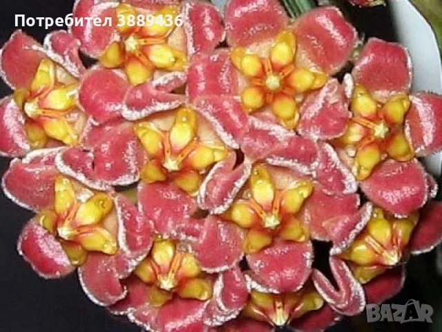 Хоя Davidcummingii, снимка 1