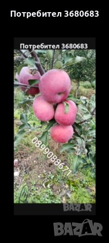 Ябълки, снимка 5 - Домашни продукти - 51703422