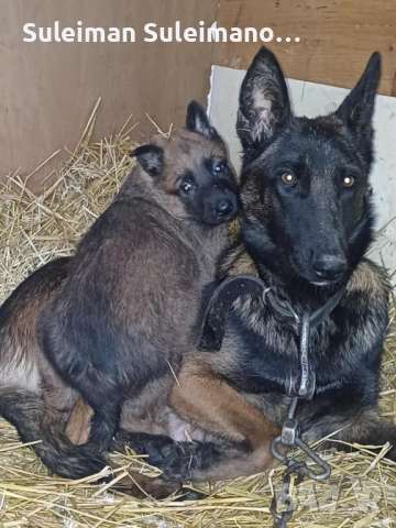 Продава се малко кученце мъшко на 40 дена 180 лв, снимка 5 - Белгийска овчарка - 52869965