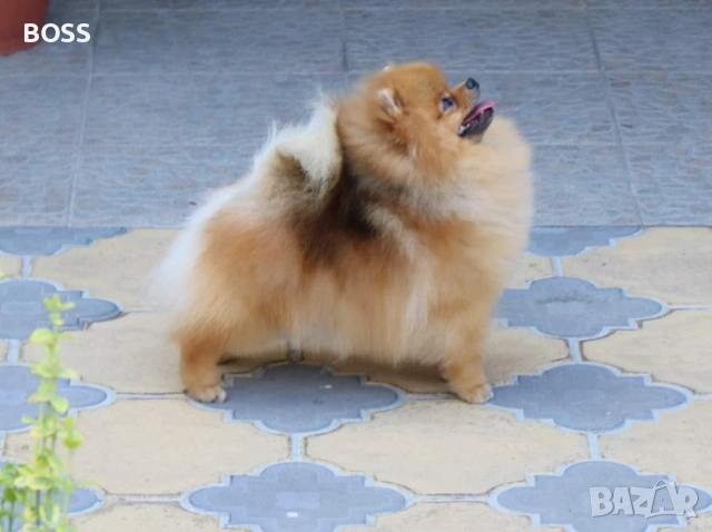 Померан РОДОСЛОВЕН FCI, снимка 2 - Померан - 53851606