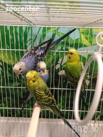 Вълнисти папагали, снимка 5 - Папагали - 27393513