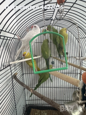 Продавам папагали малък Александър , снимка 1