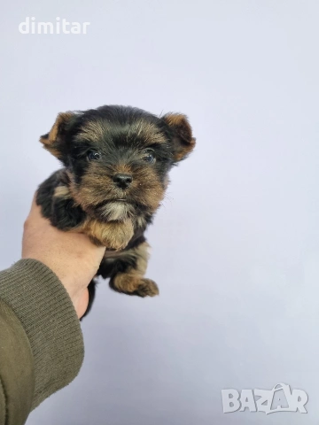 Йоркшир териер мини , снимка 9 - Йоркширски териер - 53580096