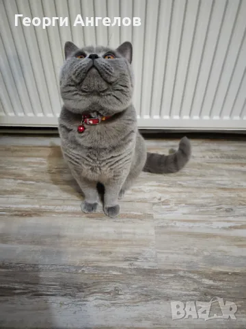 ЧИСТОКРЪВЕН МЪЖКИ БРИТАНЕЦ ЗА РАЗПЛОД, снимка 4 - Британска късокосместа - 48316235