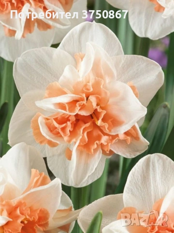 🌼 Нарцис в саксия (Narcissus), снимка 2 - Градински цветя и растения - 53424223