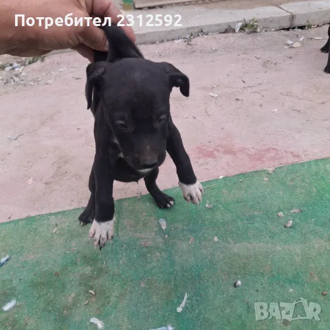 Продават се питбучета!, снимка 6 - Питбул - 56167868