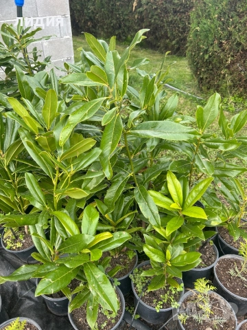 Магнолия , снимка 3 - Градински цветя и растения - 38656302