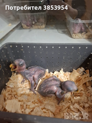 Папагали Еклектус за дохранване Продадени , снимка 2 - Папагали - 53786425