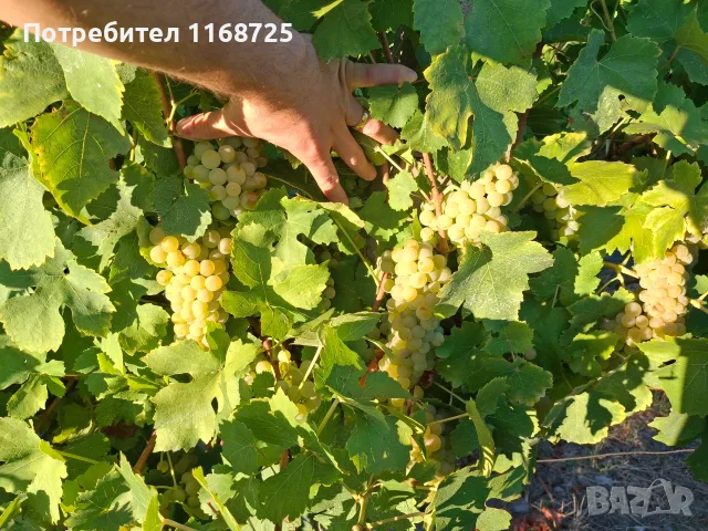Мускат отонел грозде, снимка 4 - Сортови семена и луковици - 55759985