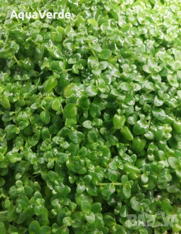 Растения и мъх