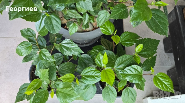 Два броя Яркочервени китайски рози, снимка 7 - Стайни растения - 37492096