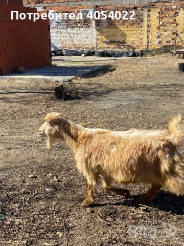 Продава се коза, снимка 3 - Кози - 53703710