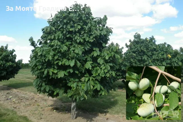 Индиански Банан , снимка 2 - Градински цветя и растения - 49421092