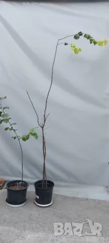 Продавам дръвче фиданка едра Дюля, снимка 3 - Градински цветя и растения - 47264228