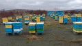 Продавам пчелни семейства с кошери, снимка 1