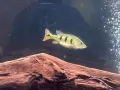 цихли peacock bass, снимка 3