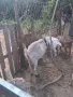 Пръч 000111¹111, снимка 4