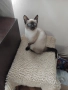 Продавам сиамски котенца, снимка 3