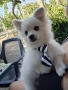 Померан-мини шпиц, снимка 2
