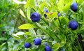 Вечно зелена боровинка - Съншайн Блу Blueberry Sunshine blue, снимка 5