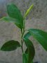 Мандариново дръвче 21 см , снимка 1 - Стайни растения - 39726250